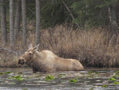 kasilof_rv_park_moose