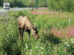 Kenai Alaska Moose