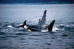 Hoohah Alaska Whales
