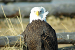 Petersburg Alaska Bald Eagle
