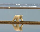 Polar Bear Susanne Miller/USFWS