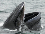 Hoohah Alaska Whale