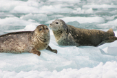 Wrangell Alaska Harbor Seals